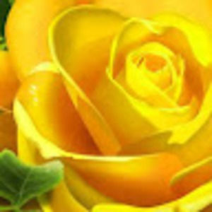 Meet your Posher, Deborah and joy